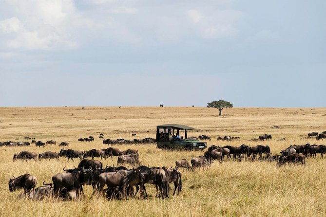3 Days Maasai Mara Guided Safari from Nairobi - Day two: the main Maasai Mara game drive