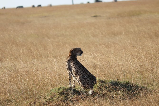 3 Days Maasai Mara Luxury Camping - What the wildlife experience may include