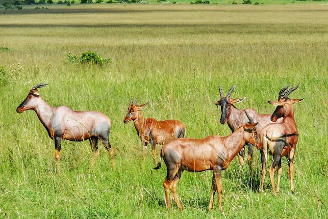 3 Days Maasai Mara Luxury Camping - Meeting a Maasai community