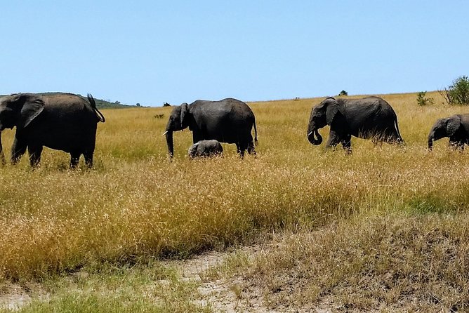3 Days Maasai Mara Luxury Camping - Evening game drive after lunch