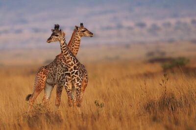 3 days Maasai Mara Luxury Safari