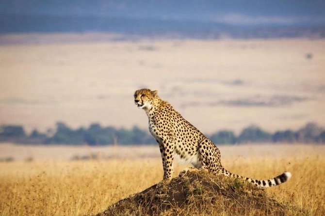 3 days Maasai Mara Luxury Safari - Day three: one more drive, then the long return