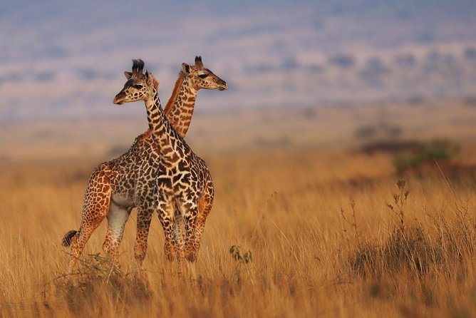 3 days Maasai Mara Luxury Safari - Keekorok Lodge: what the two nights add