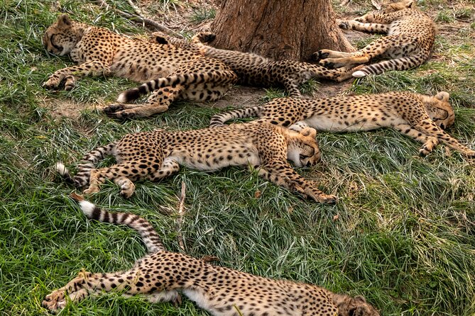 3 days maasai mara migration safari - Day two: the full safari day that carries the trip