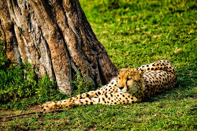 3 days maasai mara migration safari - Day one: entering Maasai Mara after lunch