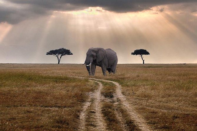 3 days Maasai Mara private Lodge safari at Keekorok from Nairobi - What guides can add to the experience