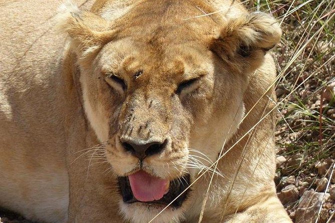 3 days Maasai Mara private Lodge safari at Keekorok from Nairobi - Keekorok Lodge gives the safari a settled base