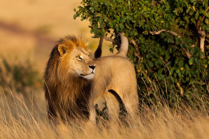 3 Days Maasai Mara Private Safari - Key points to know before booking