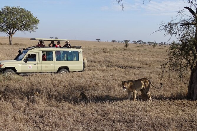3 Days Maasai Mara Small Group Safari in a 4 x4 Land Cruiser Jeep - What the $220 safari really gives you