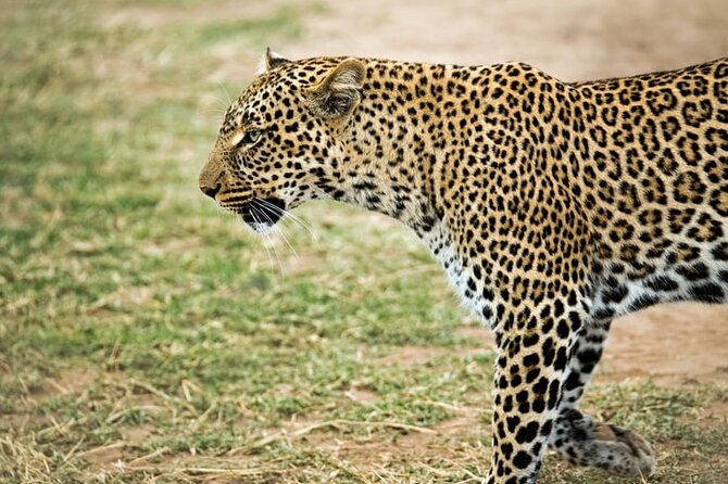 3 Days Maasai Mara Small Group Safari in a 4 x4 Land Cruiser Jeep - Day Two: the full safari day that makes the trip worthwhile