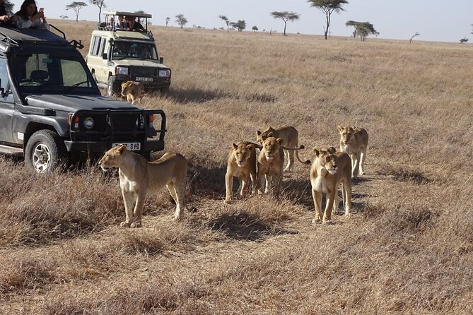 3 Days Maasai Mara Small Group Safari in a 4 x4 Land Cruiser Jeep - The 4x4 difference