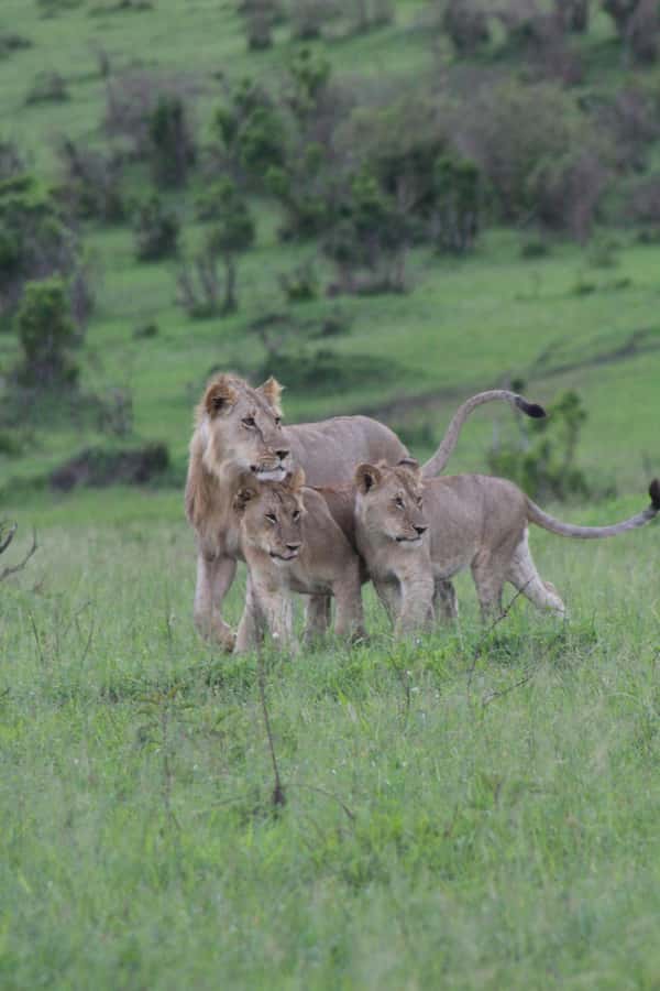 3 Days Maasai Mara Small Group Safari- Jambo Mara Lodge - Key details before you book