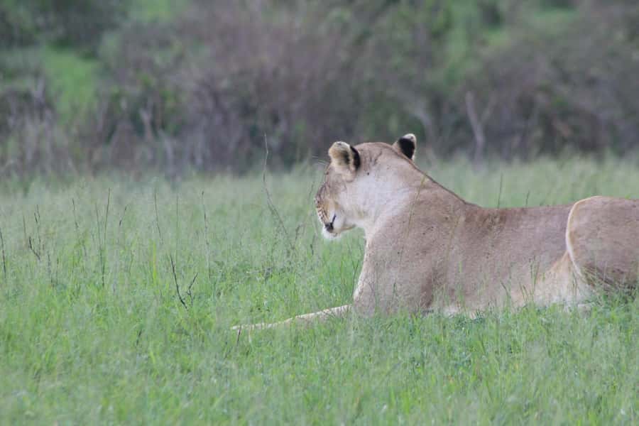 3 Days Maasai Mara Small Group Safari- Jambo Mara Lodge - Should you book the 3-day Maasai Mara safari?