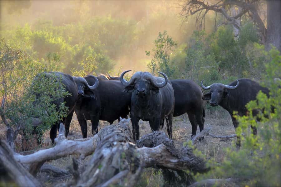 3 Days Maasai Mara Small Group Safari- Jambo Mara Lodge - Nairobi to Maasai Mara, with a Rift Valley stop