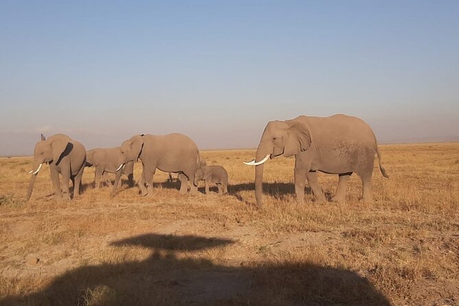3-Days Maasai Mara unforgettable Adventure- Jeep Private Safari - What wildlife viewing is really like