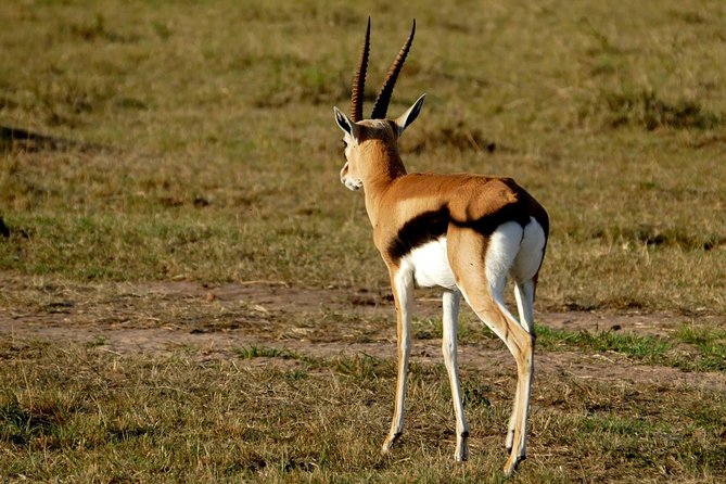 3 days Maasai Mara wildebeest migration safari - Three days in the Maasai Mara, and what that really means