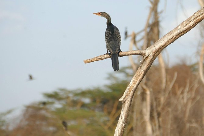3 days Maasai Mara wildebeest migration safari - Day three, one last drive and a long return