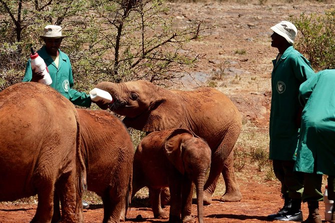 3 days Maasai Mara wildebeest migration safari - Day one, from pickup to the first Mara game drive