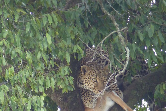 3 Days Magical Maasai Mara Private Tour - The first game drive from 4:00 to 6:30 PM