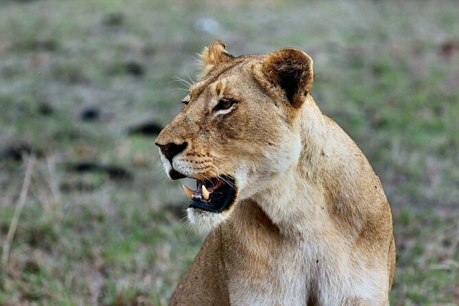 3 Days Mara Jambo Shared Safari Adventure - Key points to know before booking