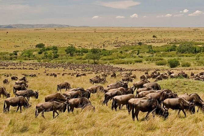 3 Days Mara Jambo Shared Safari Adventure - Day 1: Nairobi to the Mara through the Great Rift Valley