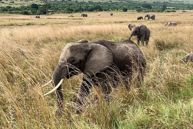 3 Days Mara Jambo Shared Safari Adventure - What the shared vehicle format means