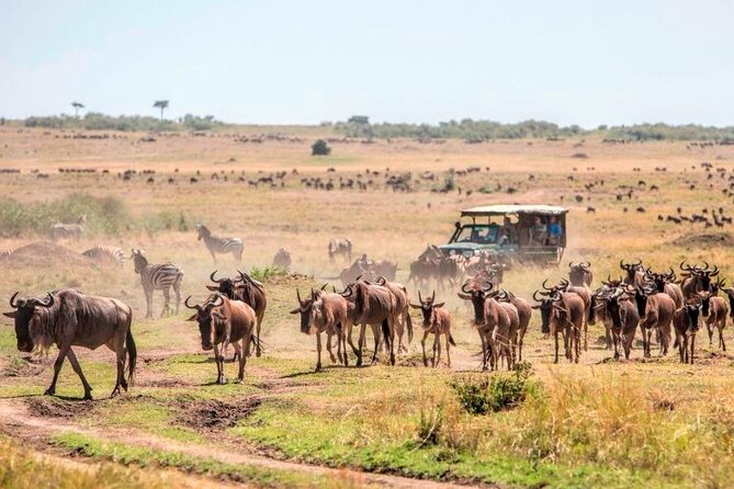 3 Days Mara Jambo Shared Safari Adventure - Day 3: Optional Maasai village stop and the road back