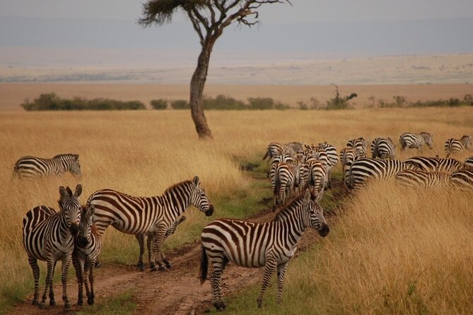 3 Days Mara Jambo Shared Safari Adventure - Jambo Mara Lodge and the two-night stay