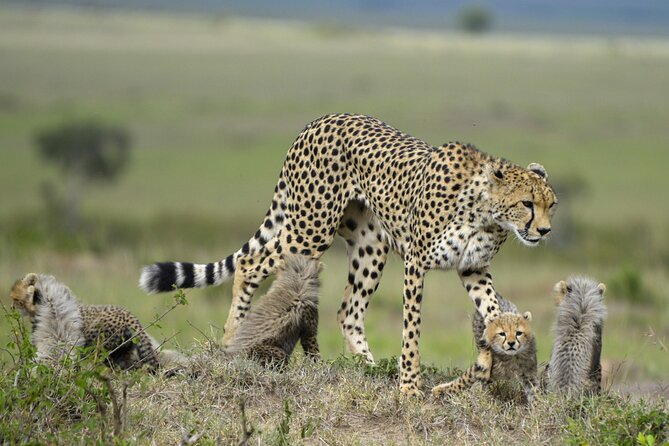 3-Days Masai Mara 4 x 4 Safari from Nairobi - The Great Rift Valley stop adds welcome variety