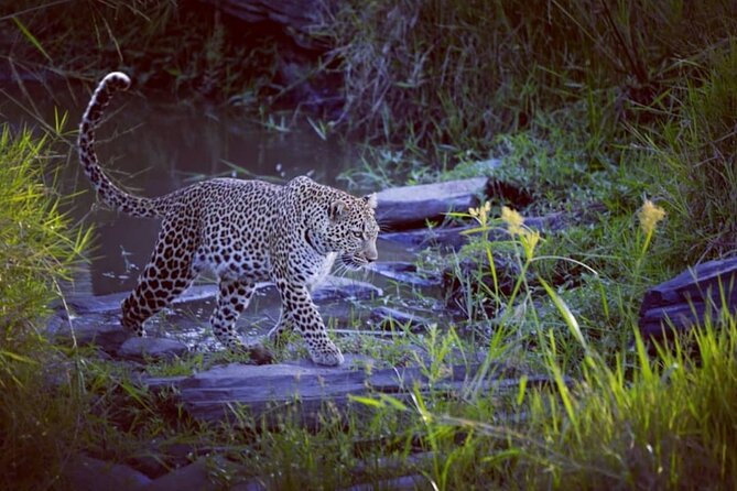 3-Days Masai Mara 4 x 4 Safari from Nairobi - Day two is the heart of the experience