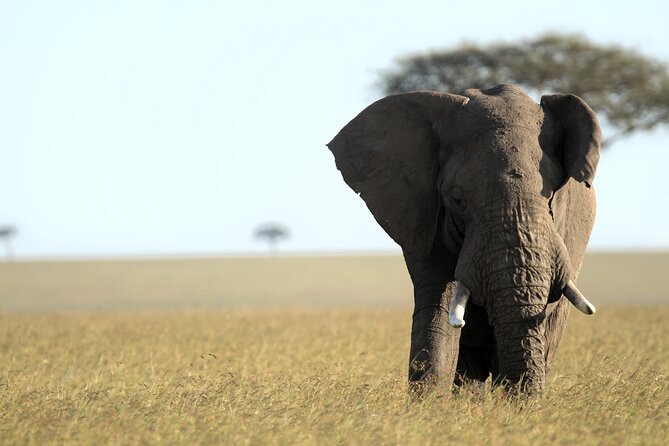 3-Days Masai Mara 4 x 4 Safari from Nairobi - Who will enjoy this three-day plan