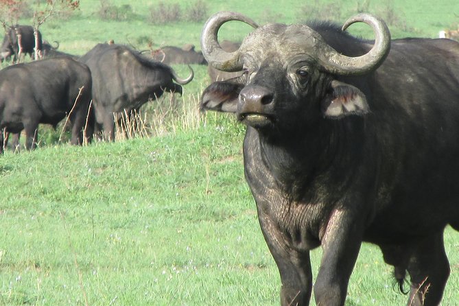 3 days Masai Mara - The Mara River and the wildebeest migration