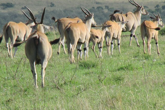 3 days Masai Mara - One last early-morning game drive
