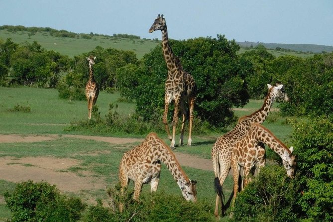 3 Days Masai Mara Budget Cruiser Shared Safari & Maasai Village - What the $250 safari really includes