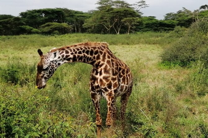 3 Days Masai Mara Budget Cruiser Shared Safari & Maasai Village - Day 1: Arrival, lunch, and a Maasai village