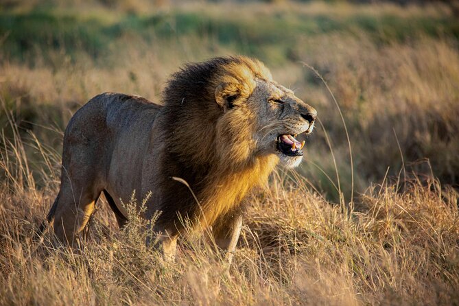 3 Days Masai Mara Budget Cruiser Shared Safari & Maasai Village - Why the small group matters