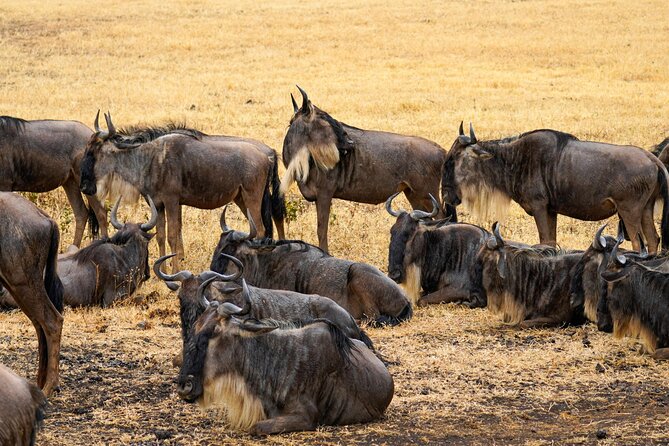 3 Days Masai Mara Budget Cruiser Shared Safari & Maasai Village - Guides, service, and the human side