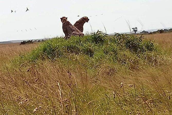 3 Days Masai Mara Budget Cruiser Shared Safari & Maasai Village - Day 2: Nine hours in Maasai Mara