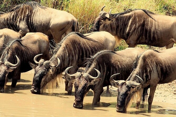 3 Days Masai Mara Camping Safari - Leaving Nairobi at 7:30 a.m. for the Great Rift Valley