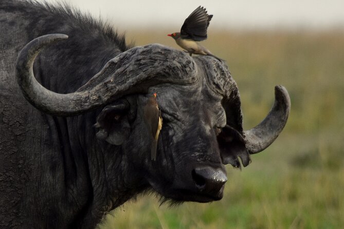 3 Days Masai Mara Camping Safari - Afternoon wildlife and a Mara sunset