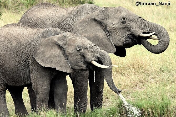 3 Days Masai Mara Camping Safari - The Big Five promise needs realistic expectations