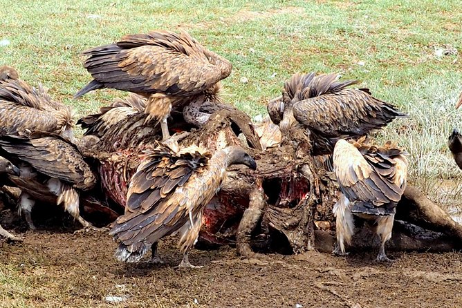 3 Days Masai Mara Camping Safari - What the $700 price really covers