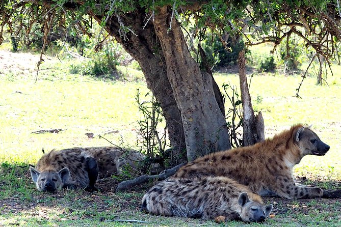 3 Days Masai Mara Camping Safari - Group size, pickup, and physical demands