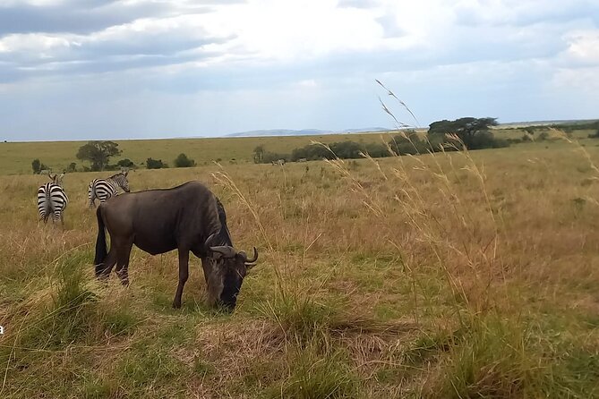3 Days Masai Mara Experience - Leaving Nairobi at 7:00 AM