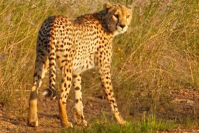 3 Days Masai Mara Experience - The guide makes the difference