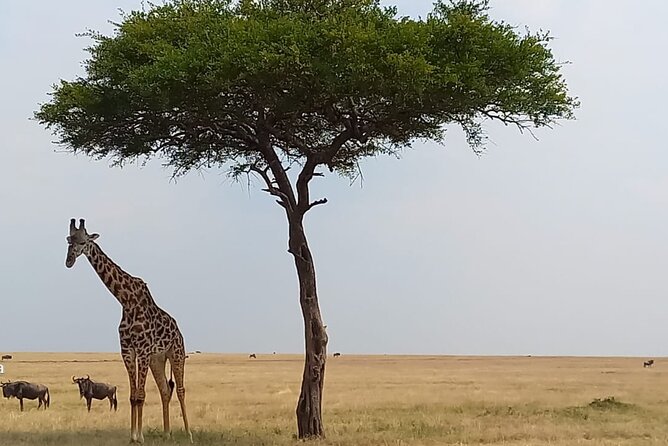3 Days Masai Mara Experience - Day two is your main safari day