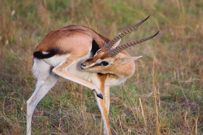 3 Days Masai Mara Flight Safari - Why flying from Mombasa changes the safari
