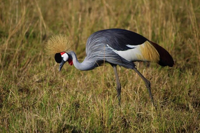 3 Days Masai Mara Flight Safari - Day 3: One last look before flying back