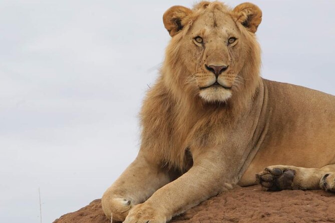 3 Days Masai Mara Flight Safari - Day 1: Arrival, airstrip pickup, and the first game drive