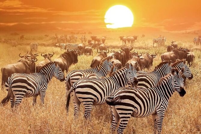 3 Days Masai Mara Group Budget safari in 4x4 Jeep Daily Tour - What the shared 4x4 Jeep means for comfort